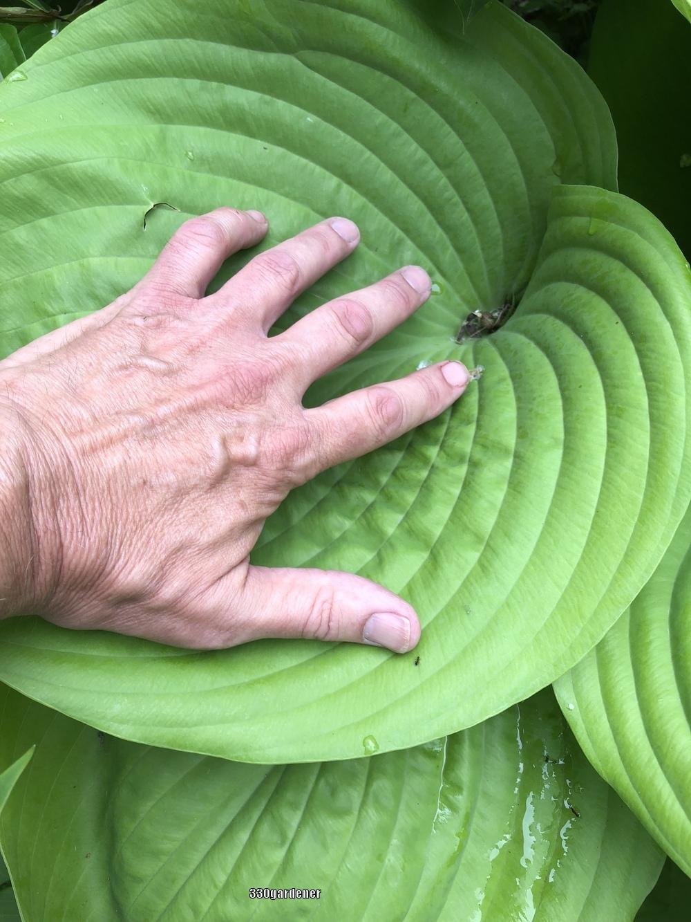 Photo of Hosta 'Sum and Substance' uploaded by crawgarden