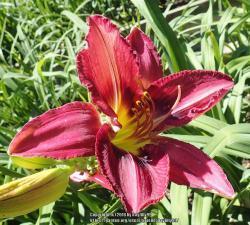 Thumb of 2018-06-12/daylilly99/247701