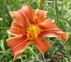 Thumb of 2018-06-12/daylilly99/66a406