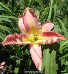 Thumb of 2018-06-12/daylilly99/8d4e2d