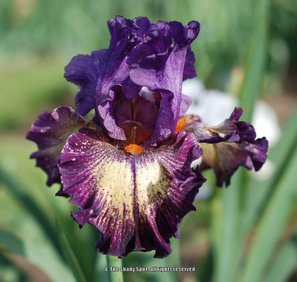 Photo of Tall Bearded Iris (Iris 'Out of the Dark') uploaded by lovemyhouse