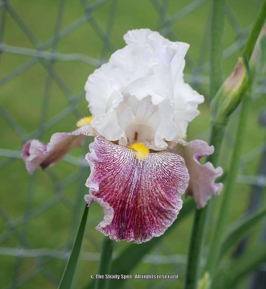 Photo of Tall Bearded Iris (Iris 'Thundering Ovation') uploaded by lovemyhouse