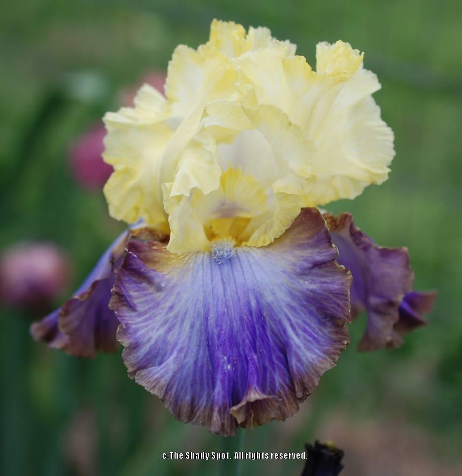 Photo of Tall Bearded Iris (Iris 'Adventurous') uploaded by lovemyhouse