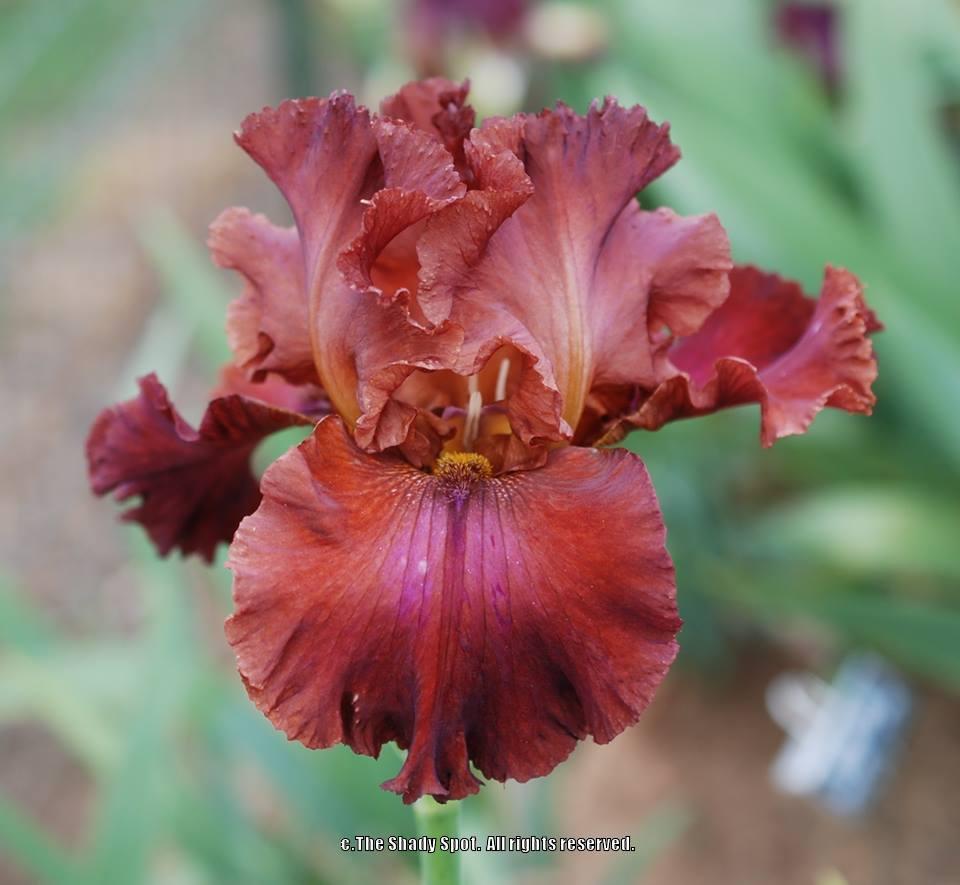 Photo of Tall Bearded Iris (Iris 'Tiff') uploaded by lovemyhouse