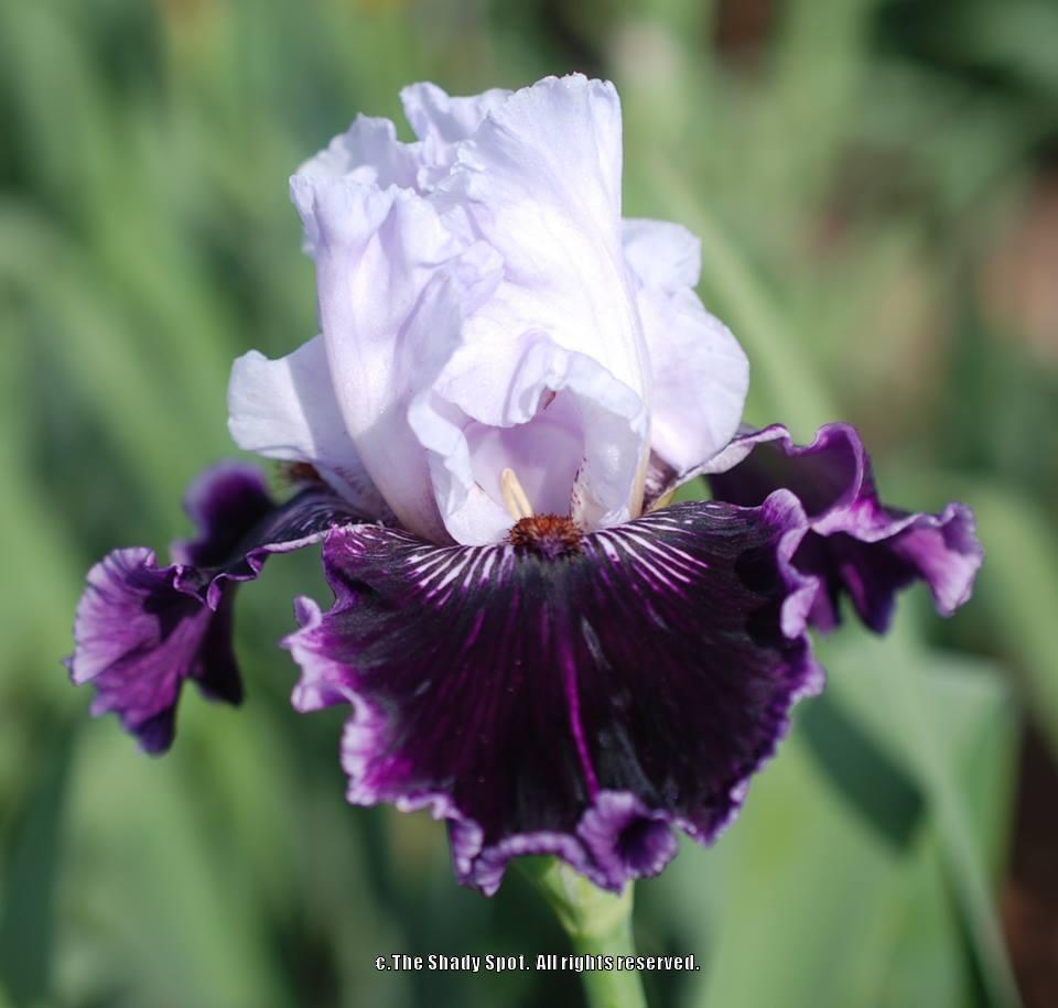 Photo of Tall Bearded Iris (Iris 'Salome's Butterfly') uploaded by lovemyhouse