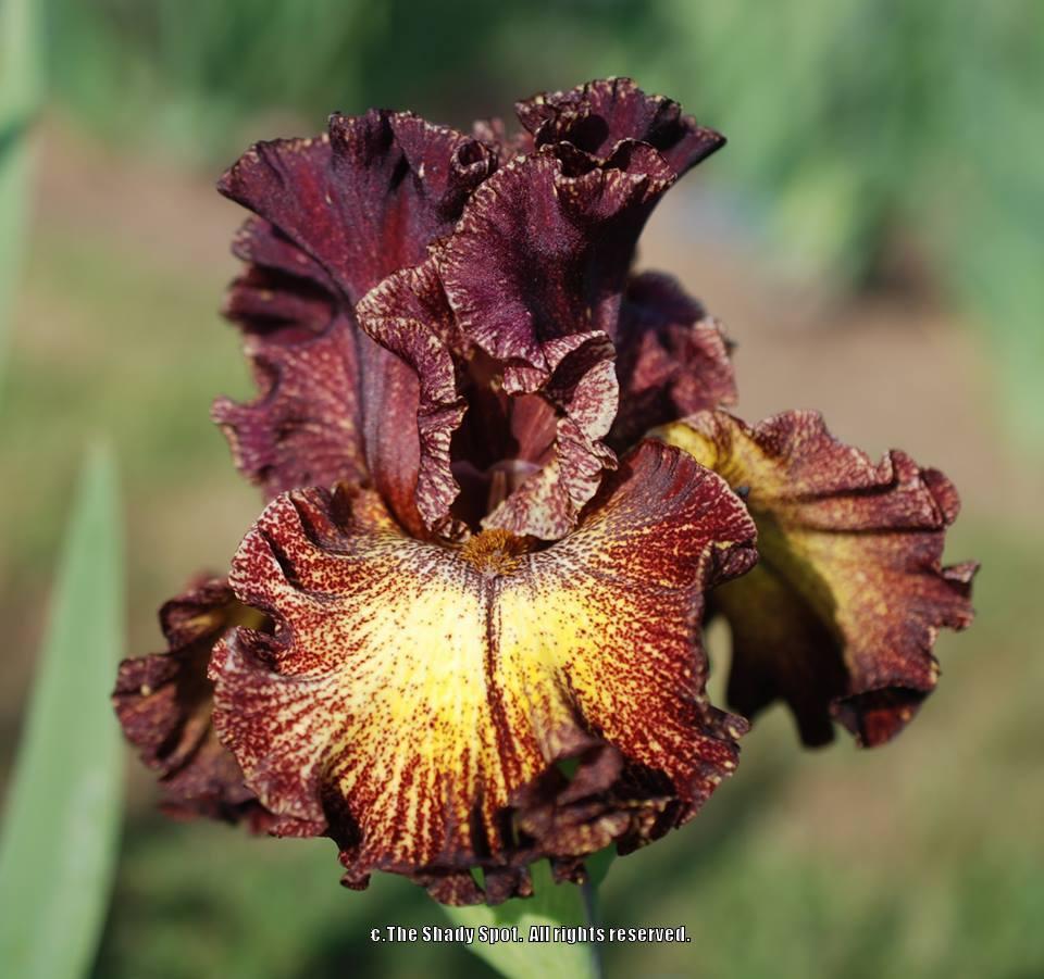 Photo of Tall Bearded Iris (Iris 'Fire Danger') uploaded by lovemyhouse