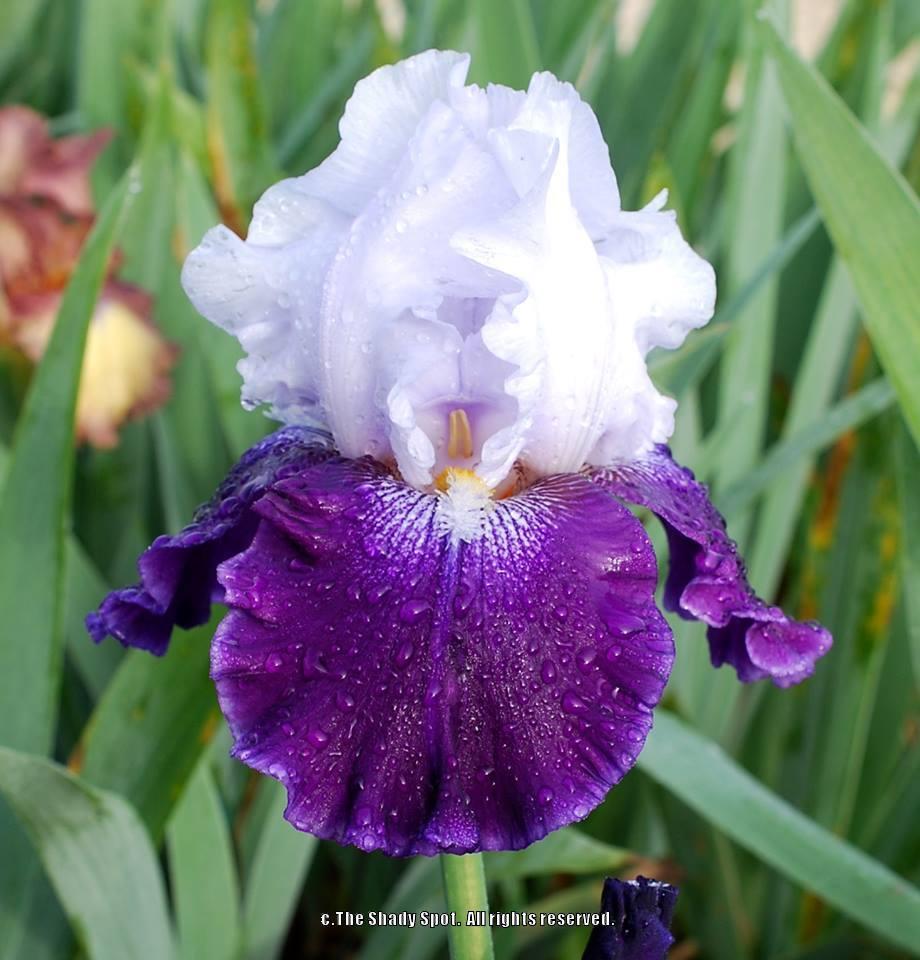 Photo of Tall Bearded Iris (Iris 'Royal Storm') uploaded by lovemyhouse