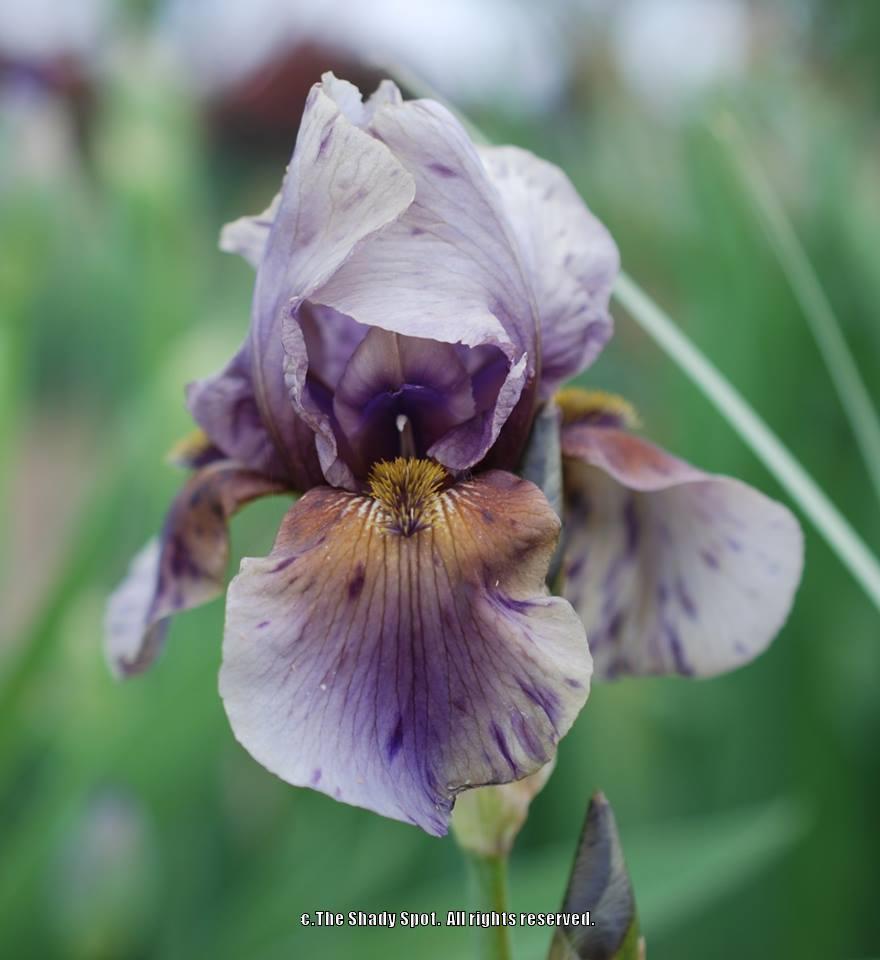 Photo of Border Bearded Iris (Iris 'Jungle Shadows') uploaded by lovemyhouse