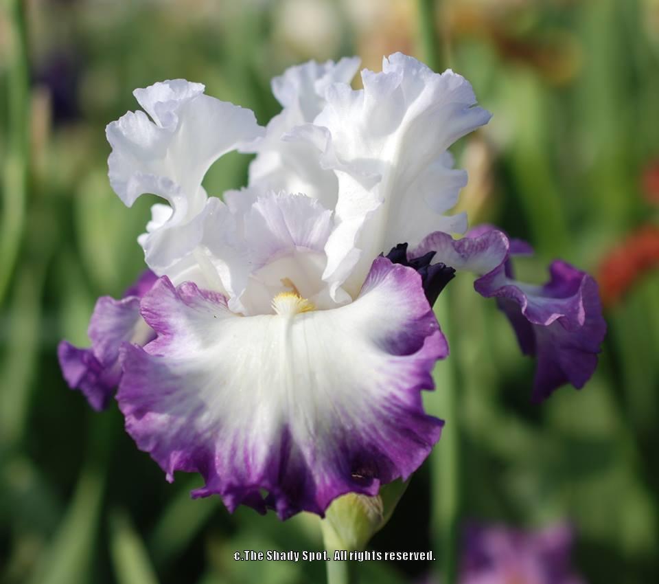 Photo of Tall Bearded Iris (Iris 'Center Ice') uploaded by lovemyhouse