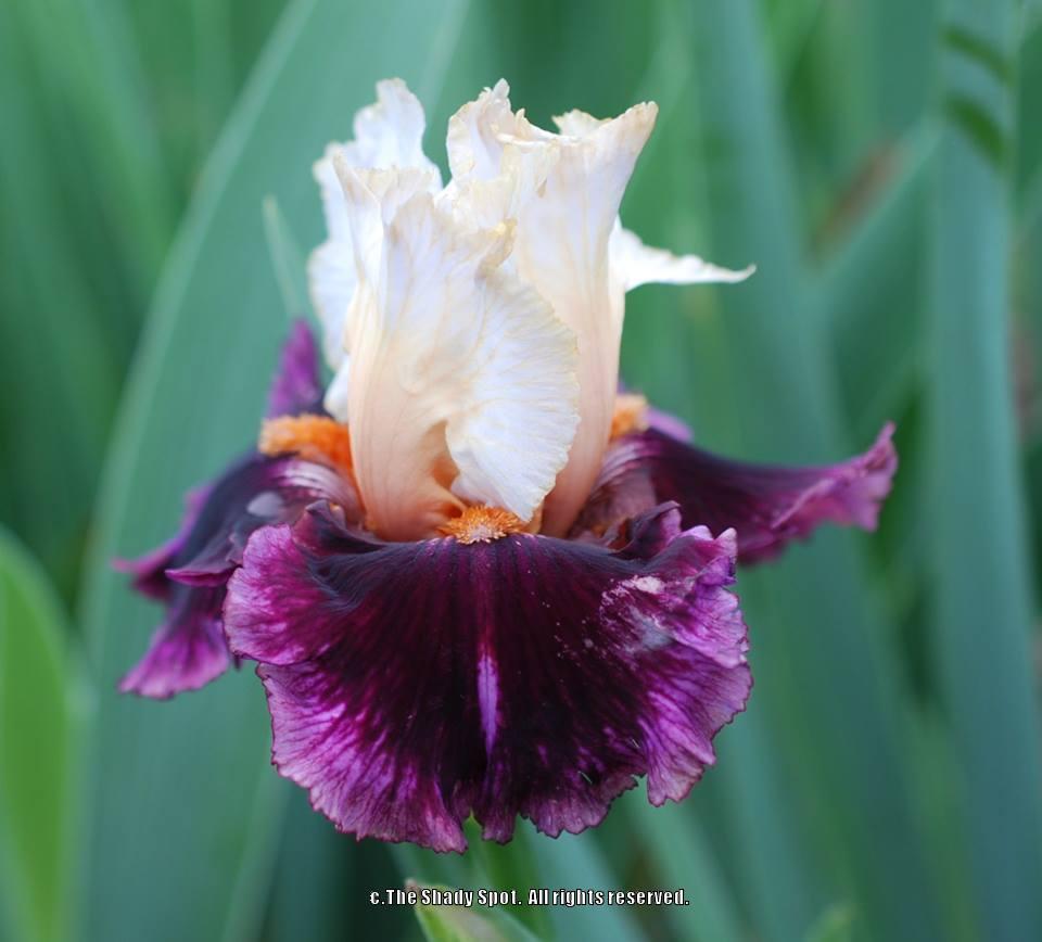 Photo of Tall Bearded Iris (Iris 'Raspberry Swirl') uploaded by lovemyhouse