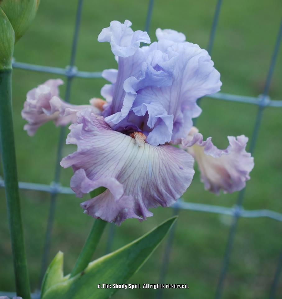 Photo of Tall Bearded Iris (Iris 'Curtsy Queen') uploaded by lovemyhouse