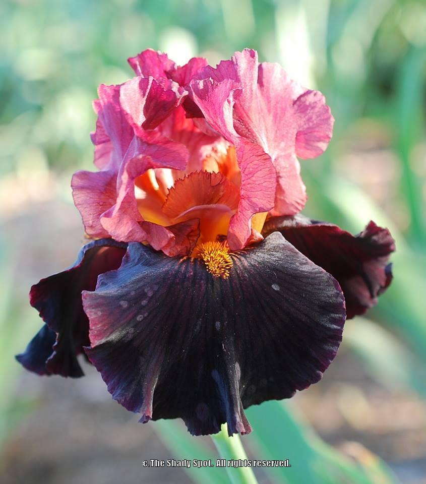 Photo of Tall Bearded Iris (Iris 'One Step Beyond') uploaded by lovemyhouse