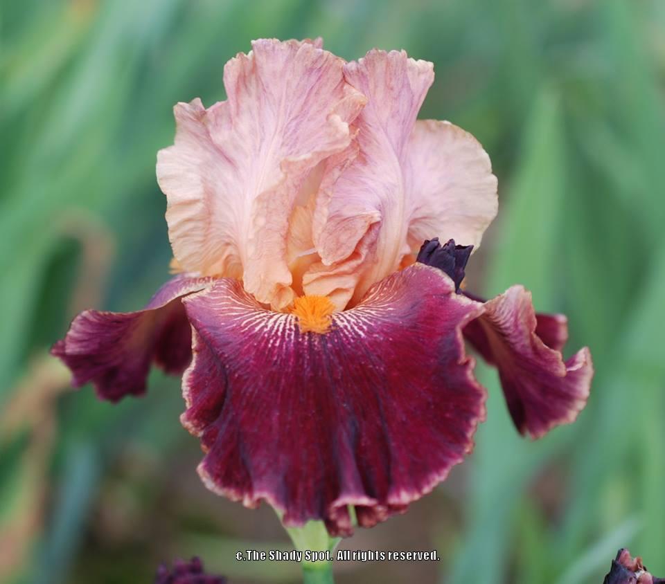 Photo of Tall Bearded Iris (Iris 'Backdraft') uploaded by lovemyhouse
