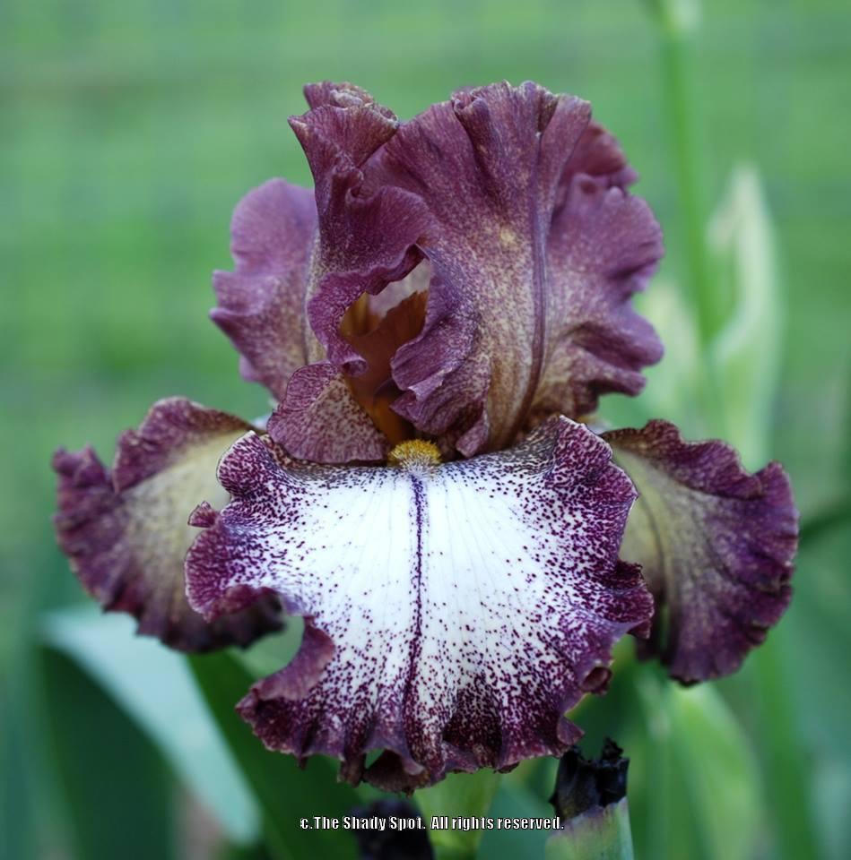 Photo of Tall Bearded Iris (Iris 'Chocolatté') uploaded by lovemyhouse