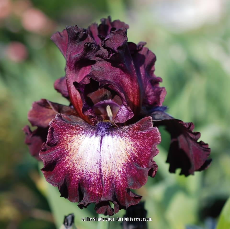 Photo of Tall Bearded Iris (Iris 'Psychic Reader') uploaded by lovemyhouse