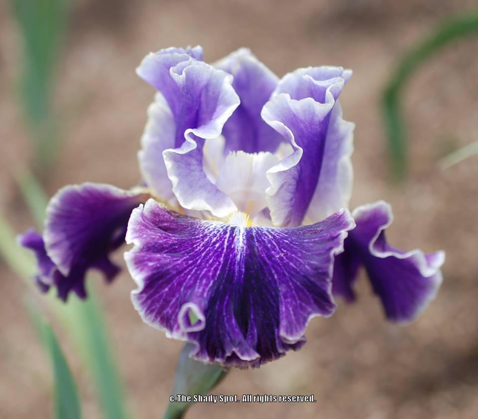Photo of Tall Bearded Iris (Iris 'Belle Fille') uploaded by lovemyhouse