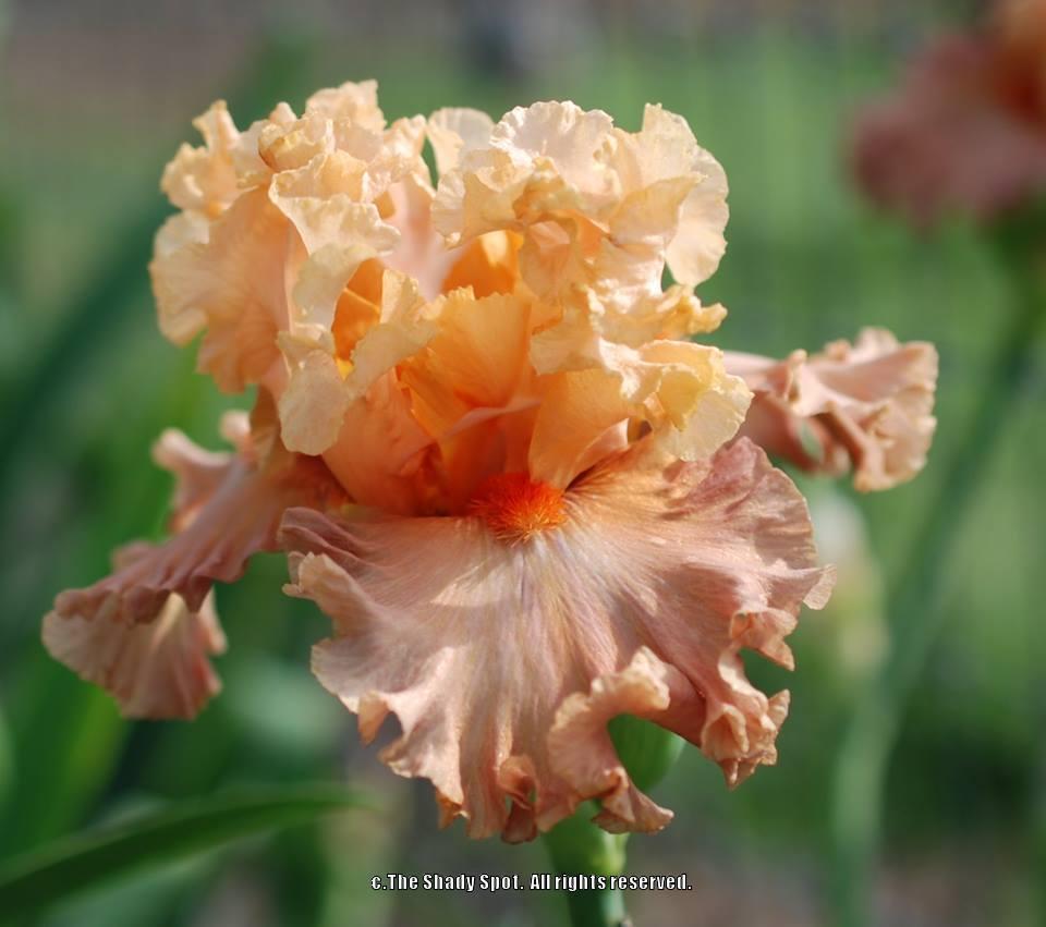 Photo of Tall Bearded Iris (Iris 'Totally Tropical') uploaded by lovemyhouse
