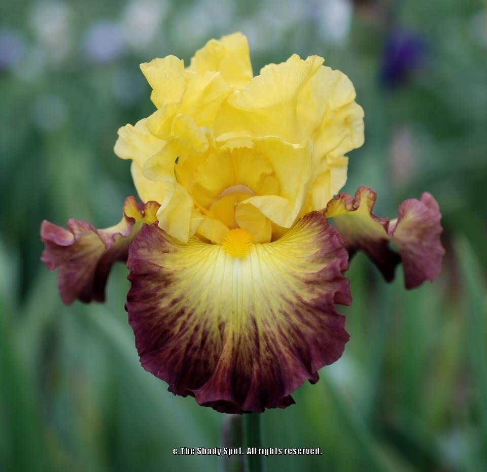 Photo of Tall Bearded Iris (Iris 'Summer Shadow') uploaded by lovemyhouse