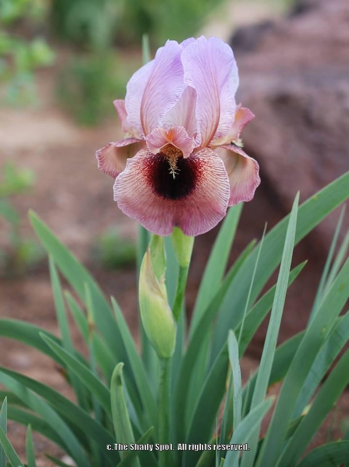 Photo of Arilbred Iris (Iris 'New Vision') uploaded by lovemyhouse