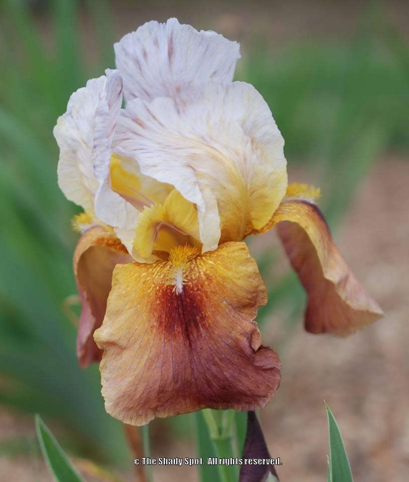 Photo of Arilbred Iris (Iris 'Magnificent Obsession') uploaded by lovemyhouse