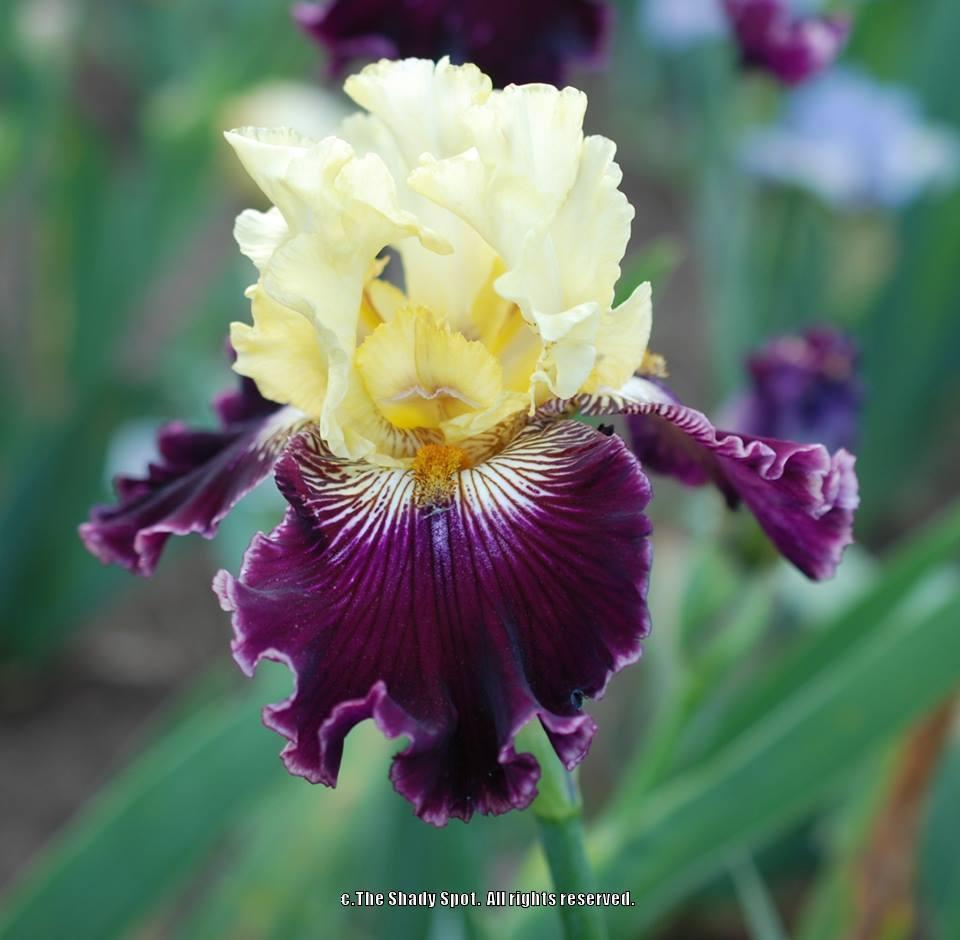 Photo of Tall Bearded Iris (Iris 'Ona Roll') uploaded by lovemyhouse