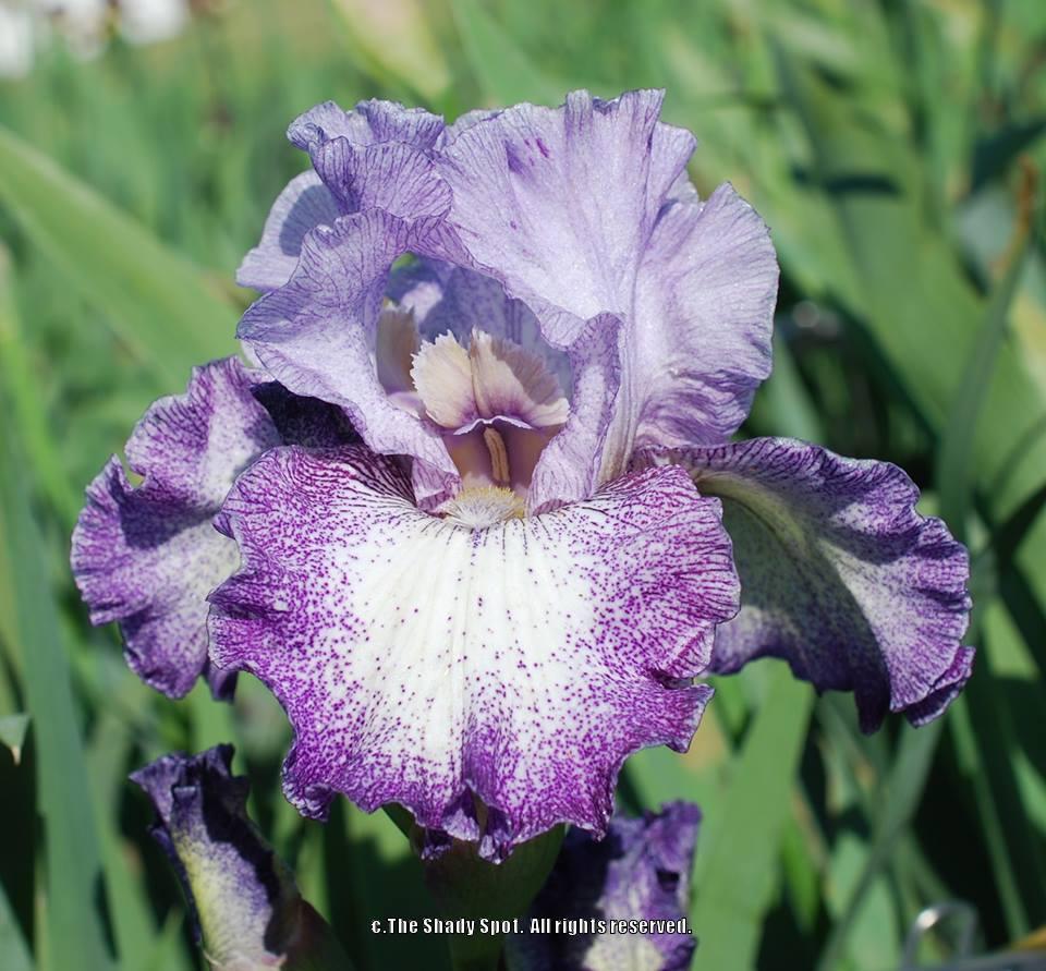 Photo of Tall Bearded Iris (Iris 'Broadband') uploaded by lovemyhouse