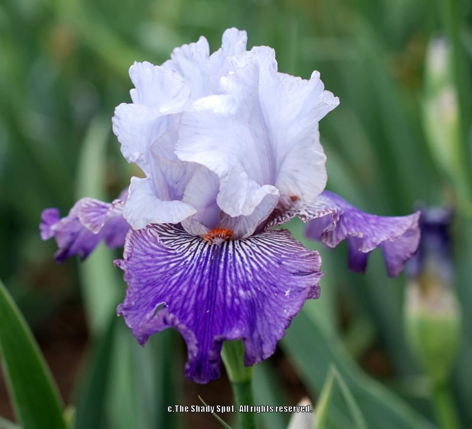 Photo of Tall Bearded Iris (Iris 'Helen's Melody') uploaded by lovemyhouse