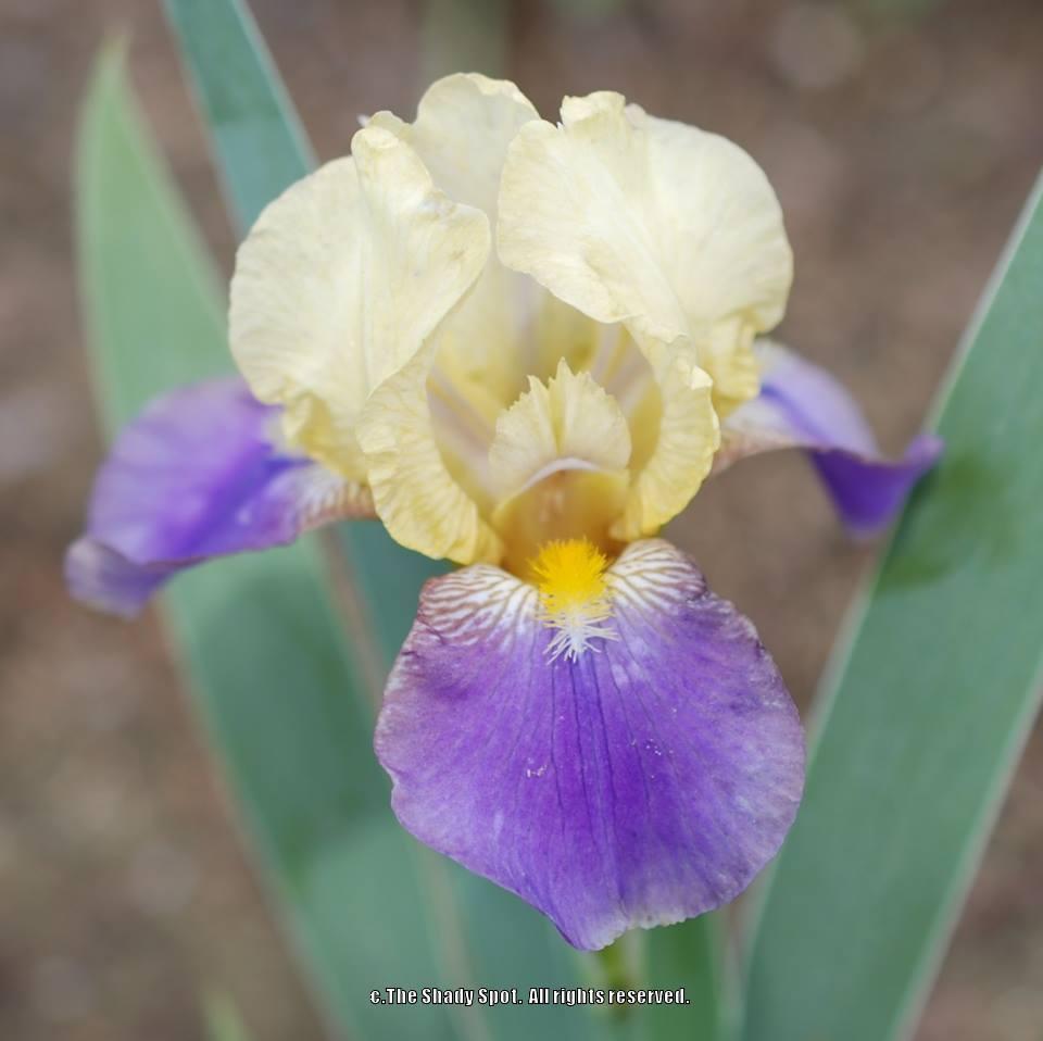 Photo of Miniature Tall Bearded Iris (Iris 'Color by Two's') uploaded by lovemyhouse