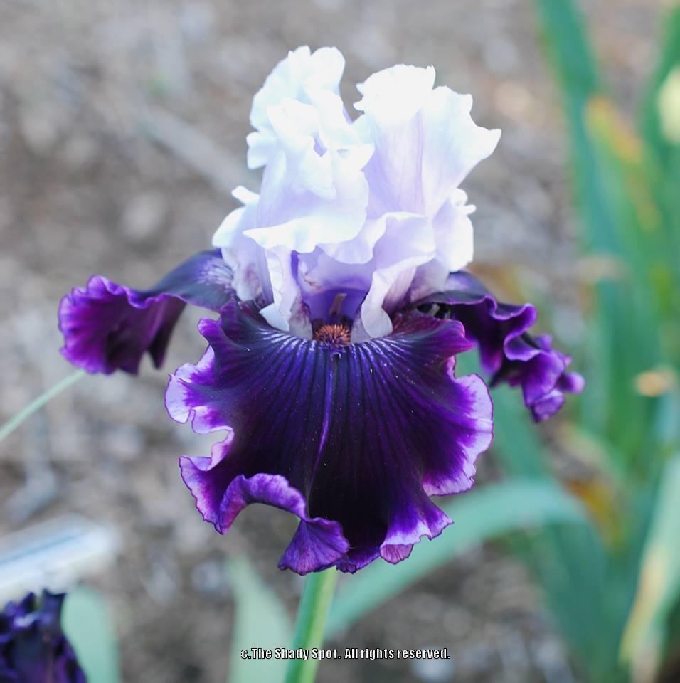 Photo of Tall Bearded Iris (Iris 'Wicked Good') uploaded by lovemyhouse