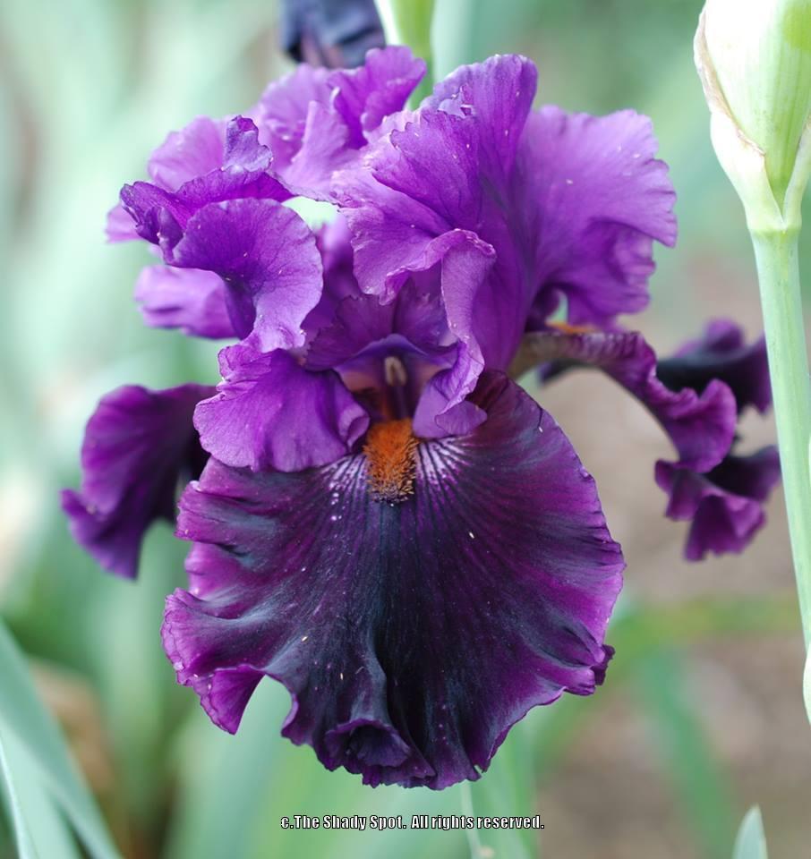 Photo of Tall Bearded Iris (Iris 'Cabaret Act') uploaded by lovemyhouse