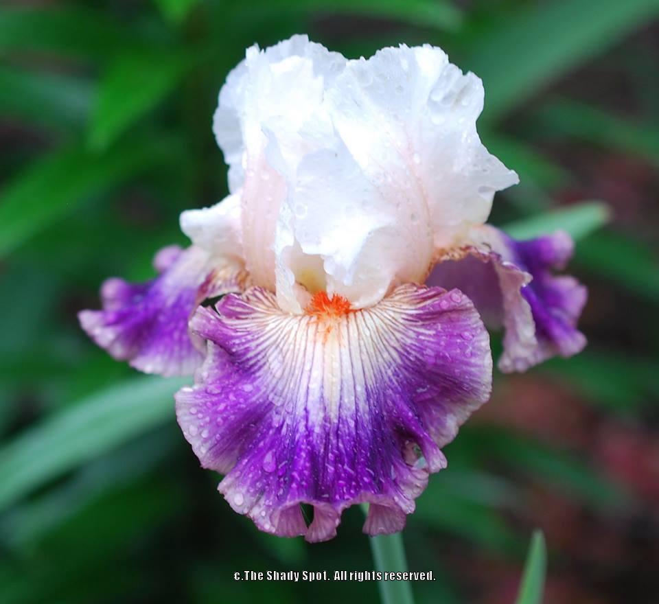 Photo of Tall Bearded Iris (Iris 'Pop Idol') uploaded by lovemyhouse