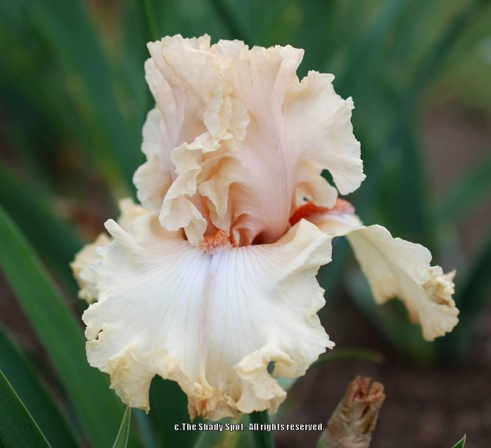 Photo of Tall Bearded Iris (Iris 'Sweet Latté') uploaded by lovemyhouse