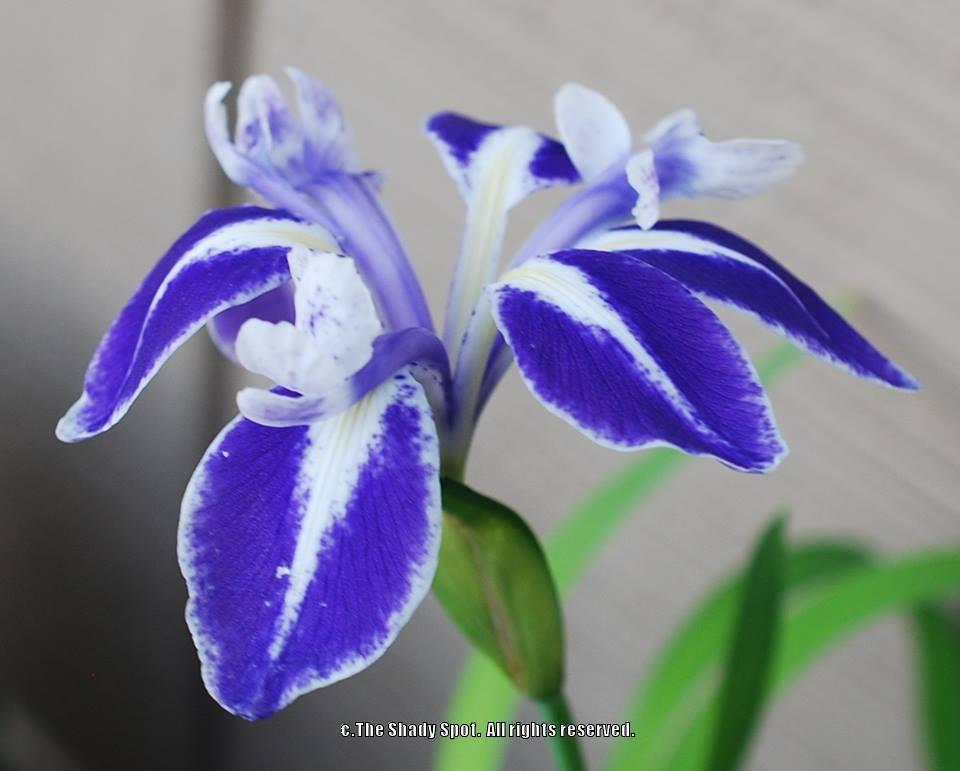 Photo of Iris (Iris laevigata 'Monstrosa') uploaded by lovemyhouse