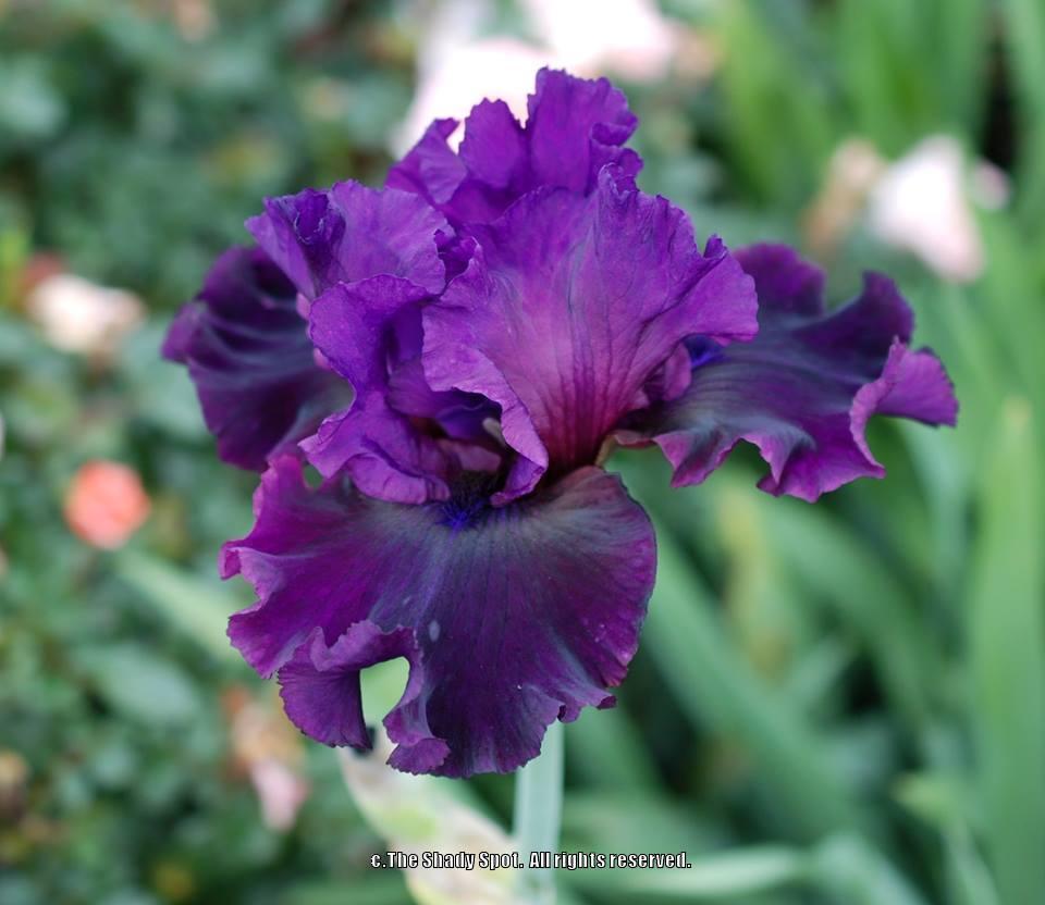 Photo of Tall Bearded Iris (Iris 'Royal Majesty') uploaded by lovemyhouse
