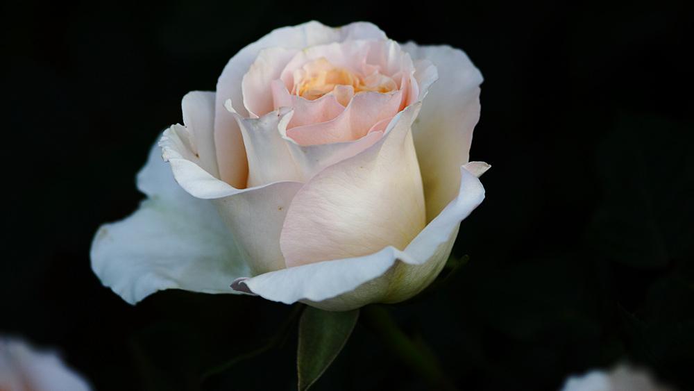Photo of Rose (Rosa 'Commonwealth Glory') uploaded by mafioru