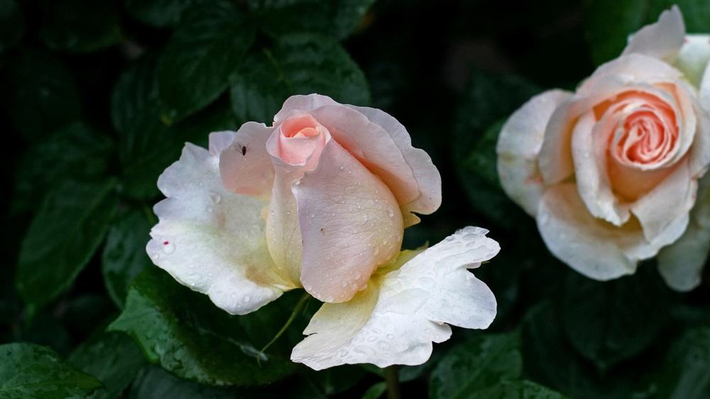 Photo of Rose (Rosa 'Commonwealth Glory') uploaded by mafioru