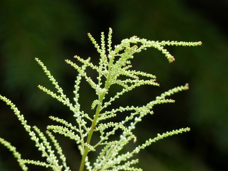 Photo of Goat's Beard (Aruncus dioicus) uploaded by molanic