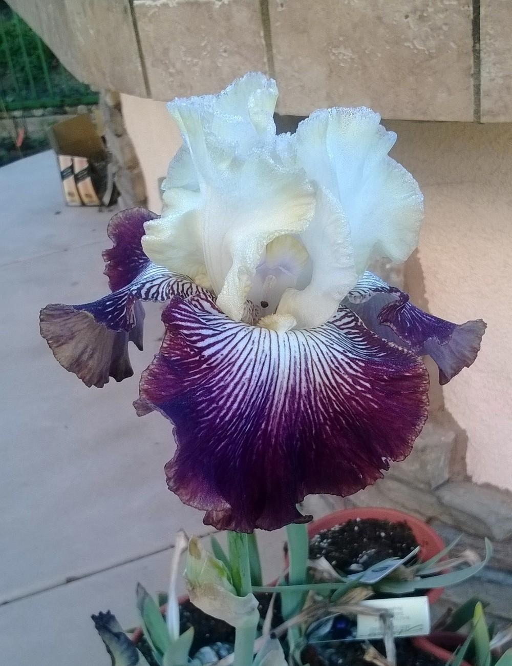 Photo of Tall Bearded Iris (Iris 'It's No Secret') uploaded by olga_batalov
