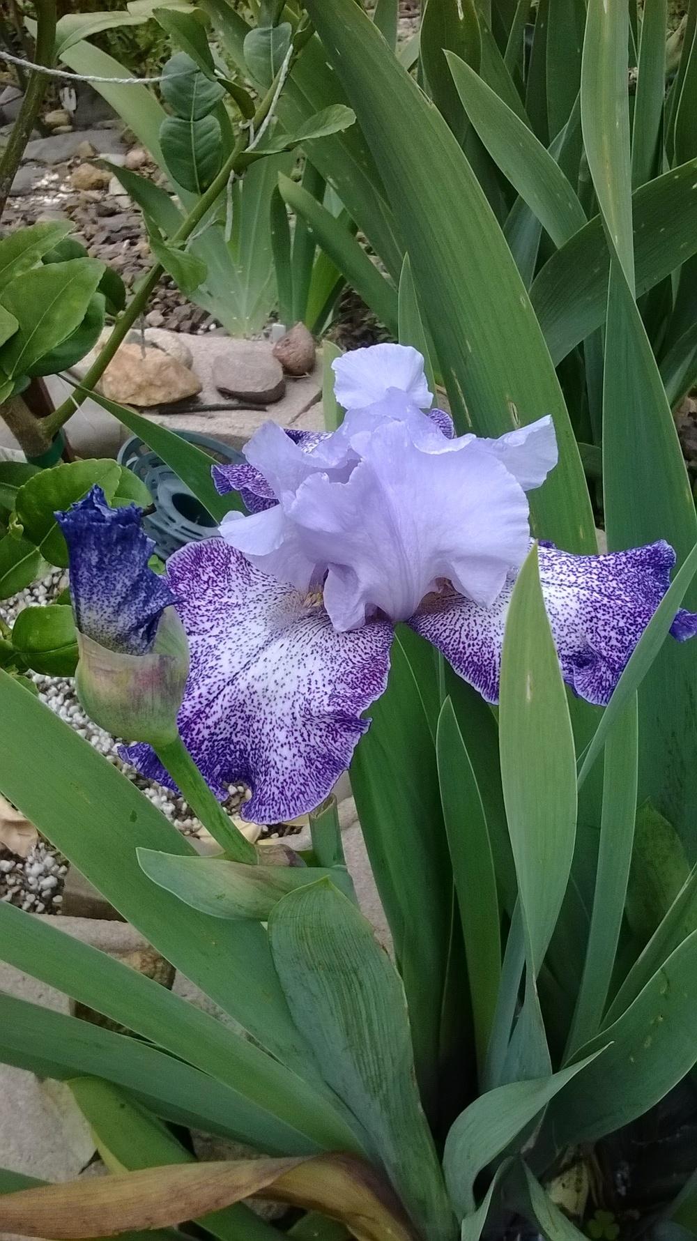 Photo of Tall Bearded Iris (Iris 'Splashacata') uploaded by olga_batalov