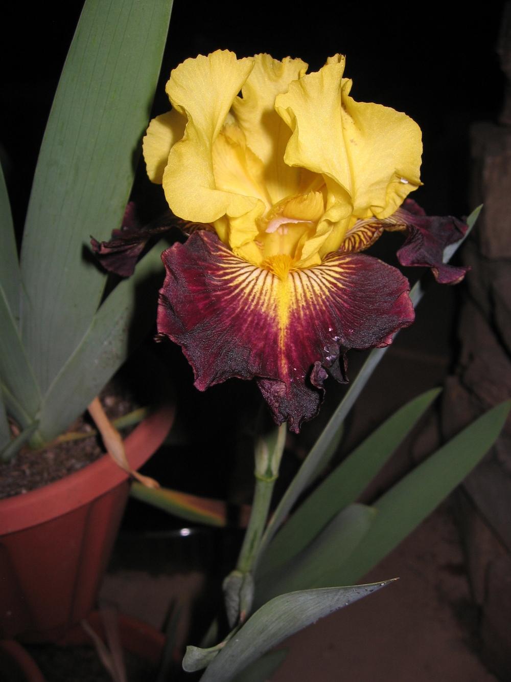 Photo of Tall Bearded Iris (Iris 'Explicit') uploaded by olga_batalov