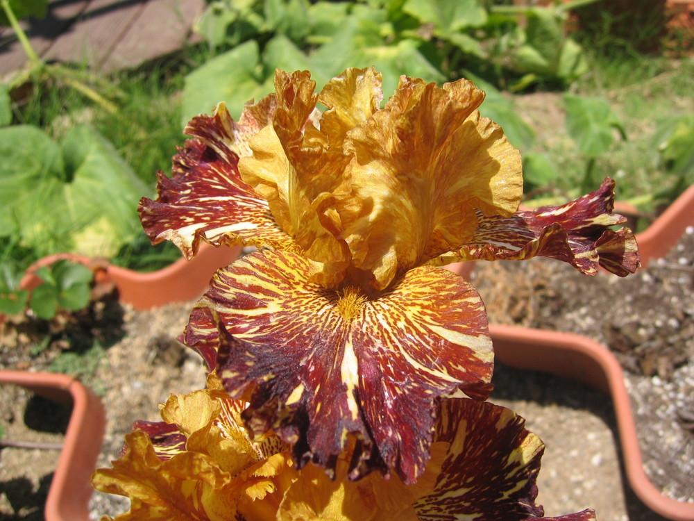 Photo of Tall Bearded Iris (Iris 'Spiced Tiger') uploaded by olga_batalov