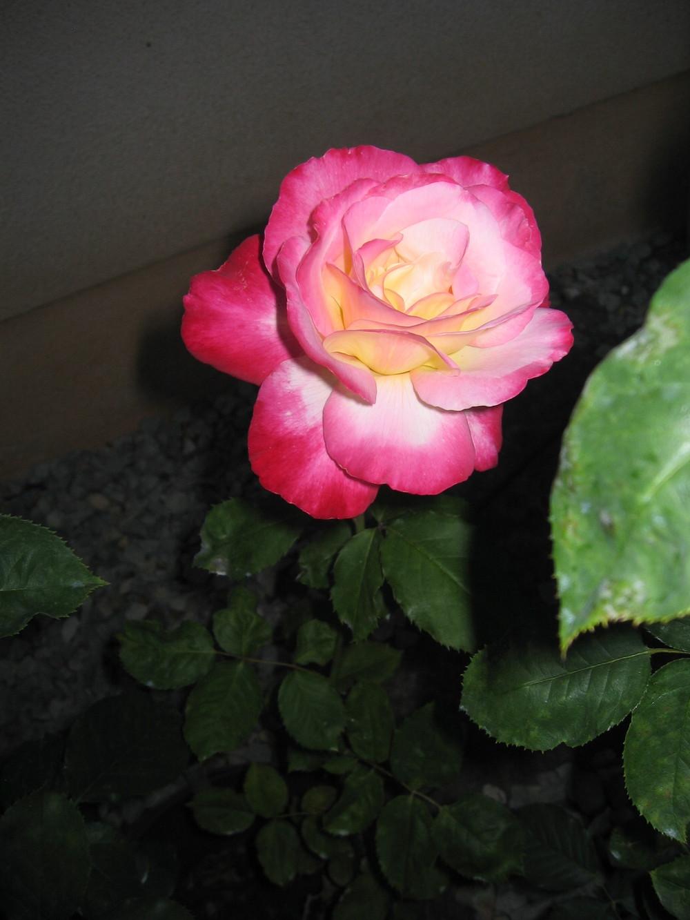 Photo of Hybrid Tea Rose (Rosa 'Double Delight') uploaded by olga_batalov
