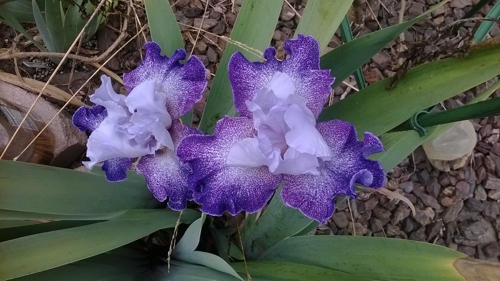 Photo of Tall Bearded Iris (Iris 'Splashacata') uploaded by olga_batalov