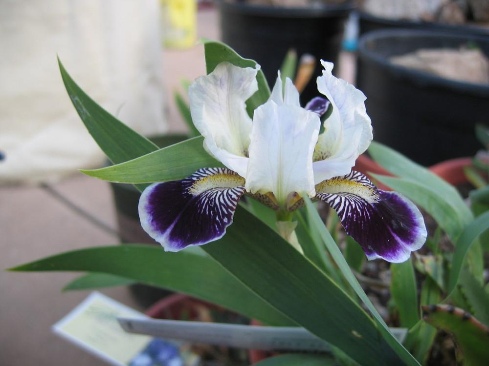 Photo of Miniature Tall Bearded Iris (Iris 'Frosted Velvet') uploaded by olga_batalov