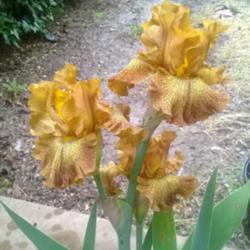 Location: San Diego, CA
Date: 2017-05-06
as purchased at April 2017 iris show
