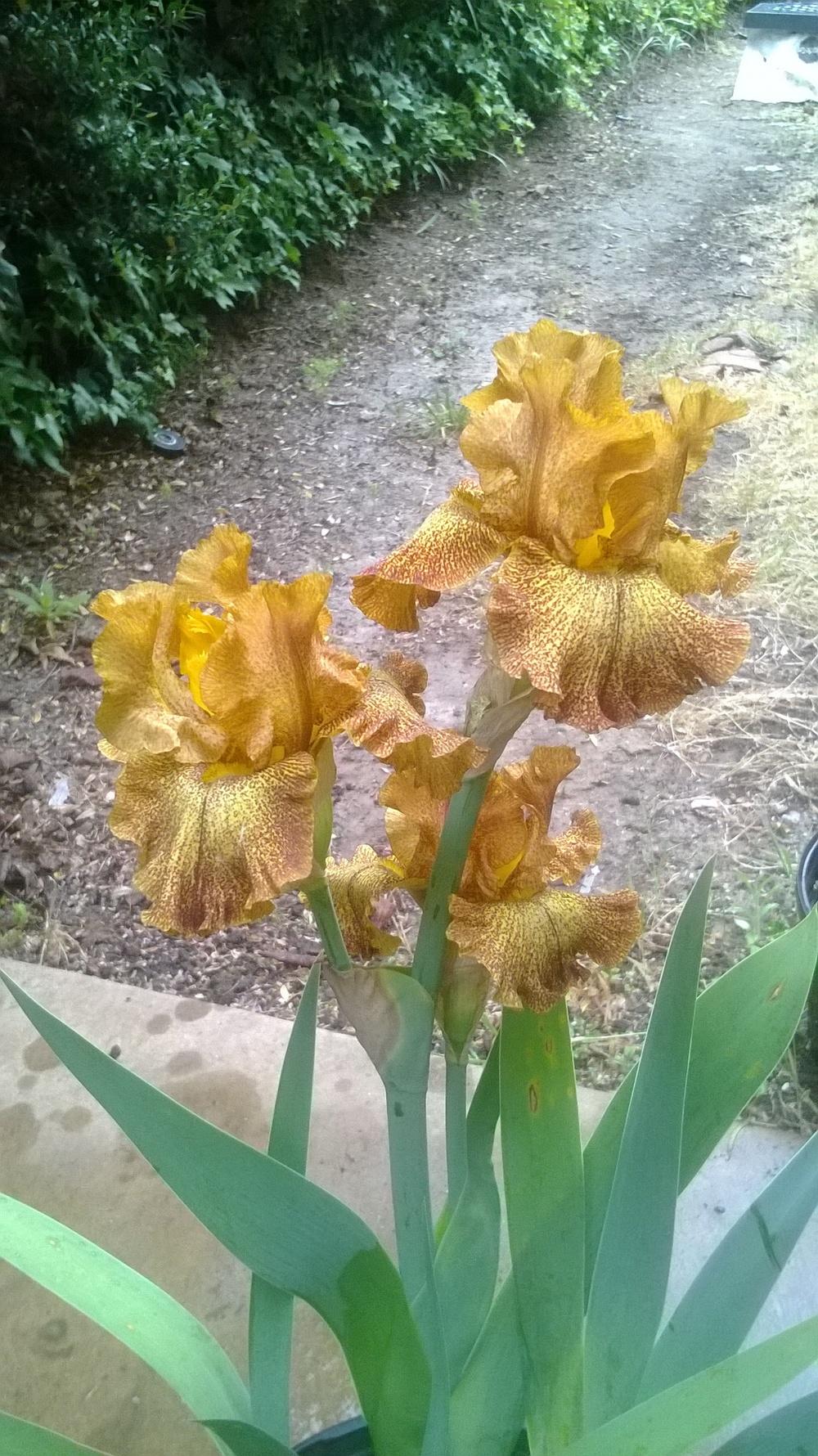 Photo of Tall Bearded Iris (Iris 'Camera Ready') uploaded by olga_batalov