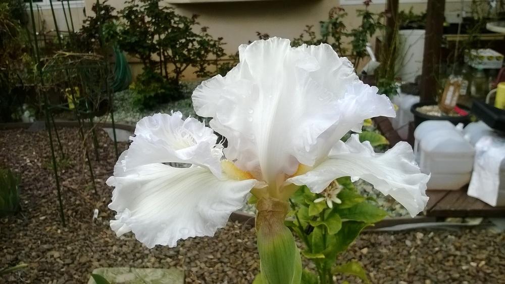 Photo of Tall Bearded Iris (Iris 'Mesmerizer') uploaded by olga_batalov