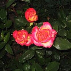 Location: San Diego, CA
Date: 2016-04-03
most of my roses were multi-stem in 2016, no one seems to really 