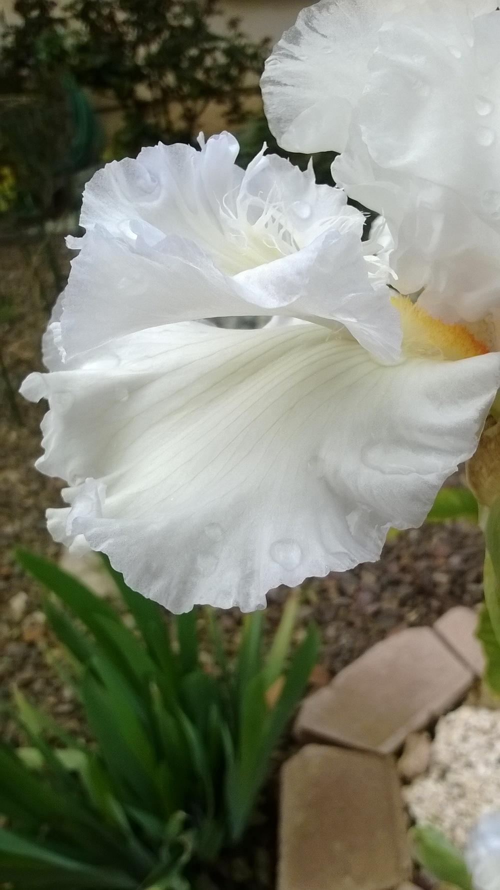 Photo of Tall Bearded Iris (Iris 'Mesmerizer') uploaded by olga_batalov