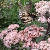 Butterfly is an eastern tiger swallowtail